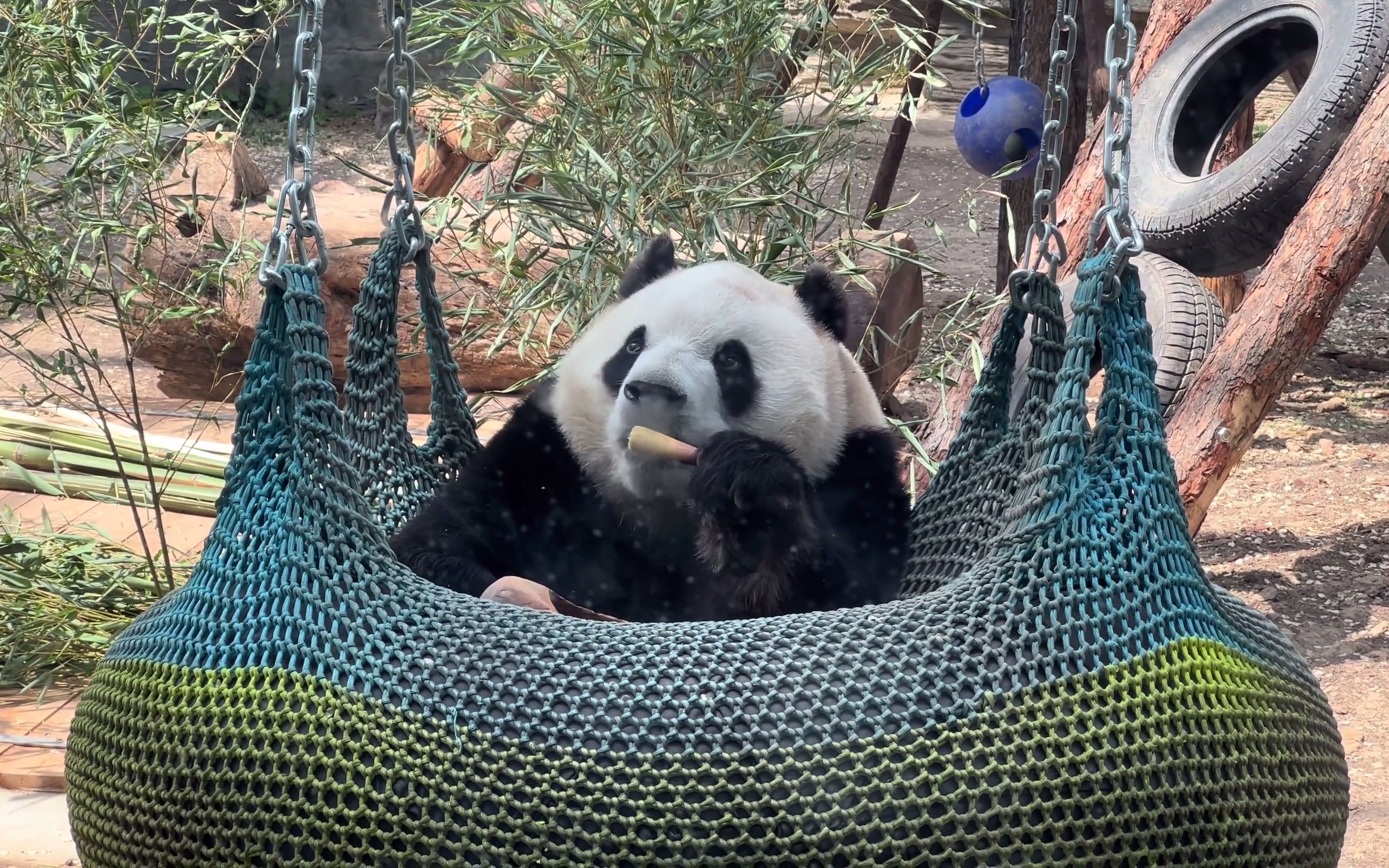 熊猫减肥营,熊猫瘦身蛋白粉